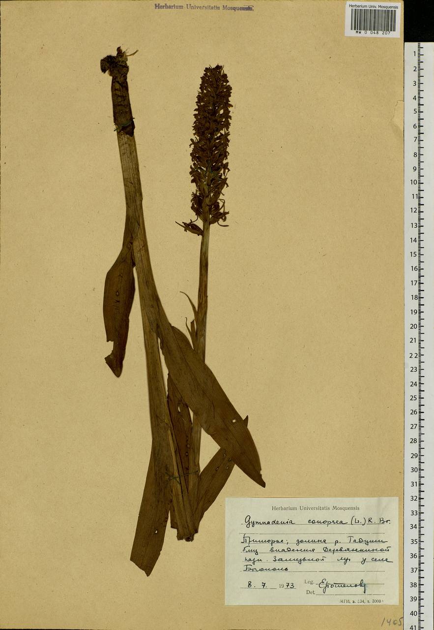 Gymnadenia conopsea (L.) R.Br., Siberia, Russian Far East (S6) (Russia)