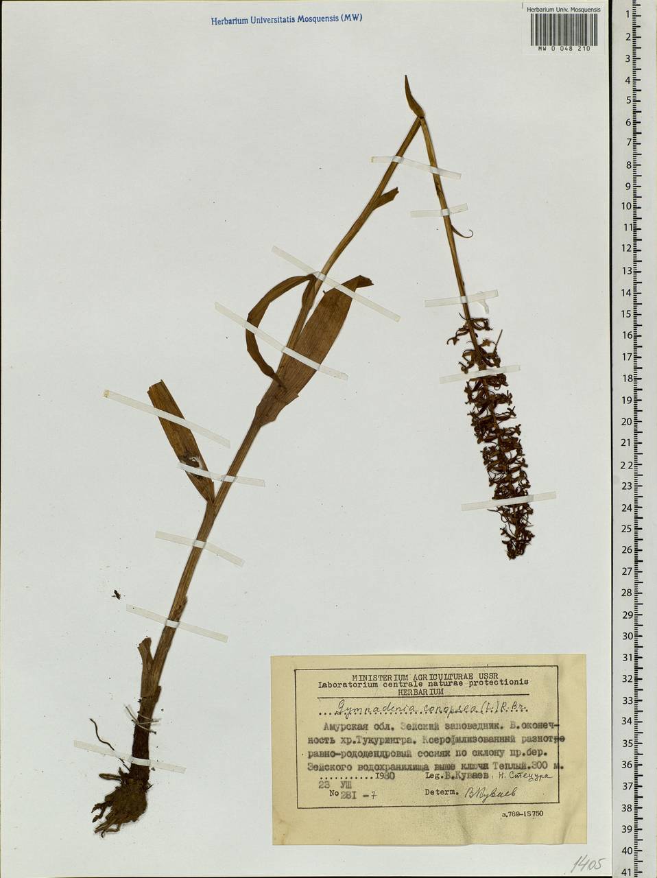 Gymnadenia conopsea (L.) R.Br., Siberia, Russian Far East (S6) (Russia)