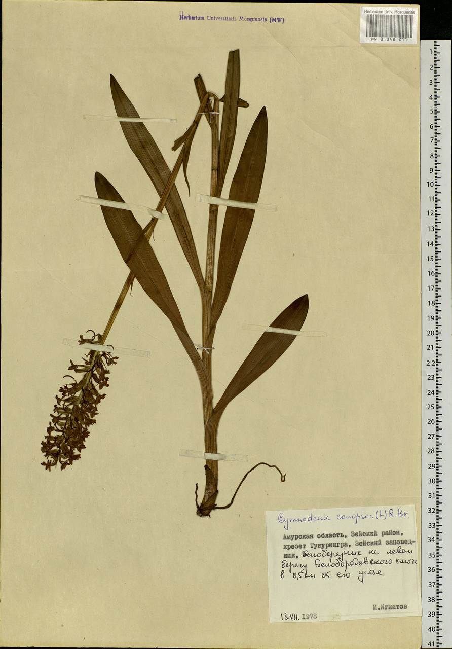 Gymnadenia conopsea (L.) R.Br., Siberia, Russian Far East (S6) (Russia)