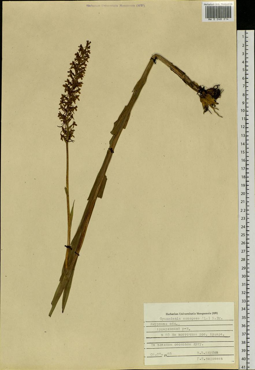 Gymnadenia conopsea (L.) R.Br., Siberia, Russian Far East (S6) (Russia)