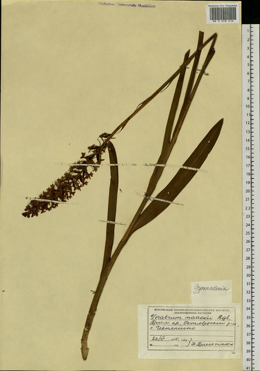 Gymnadenia conopsea (L.) R.Br., Siberia, Russian Far East (S6) (Russia)