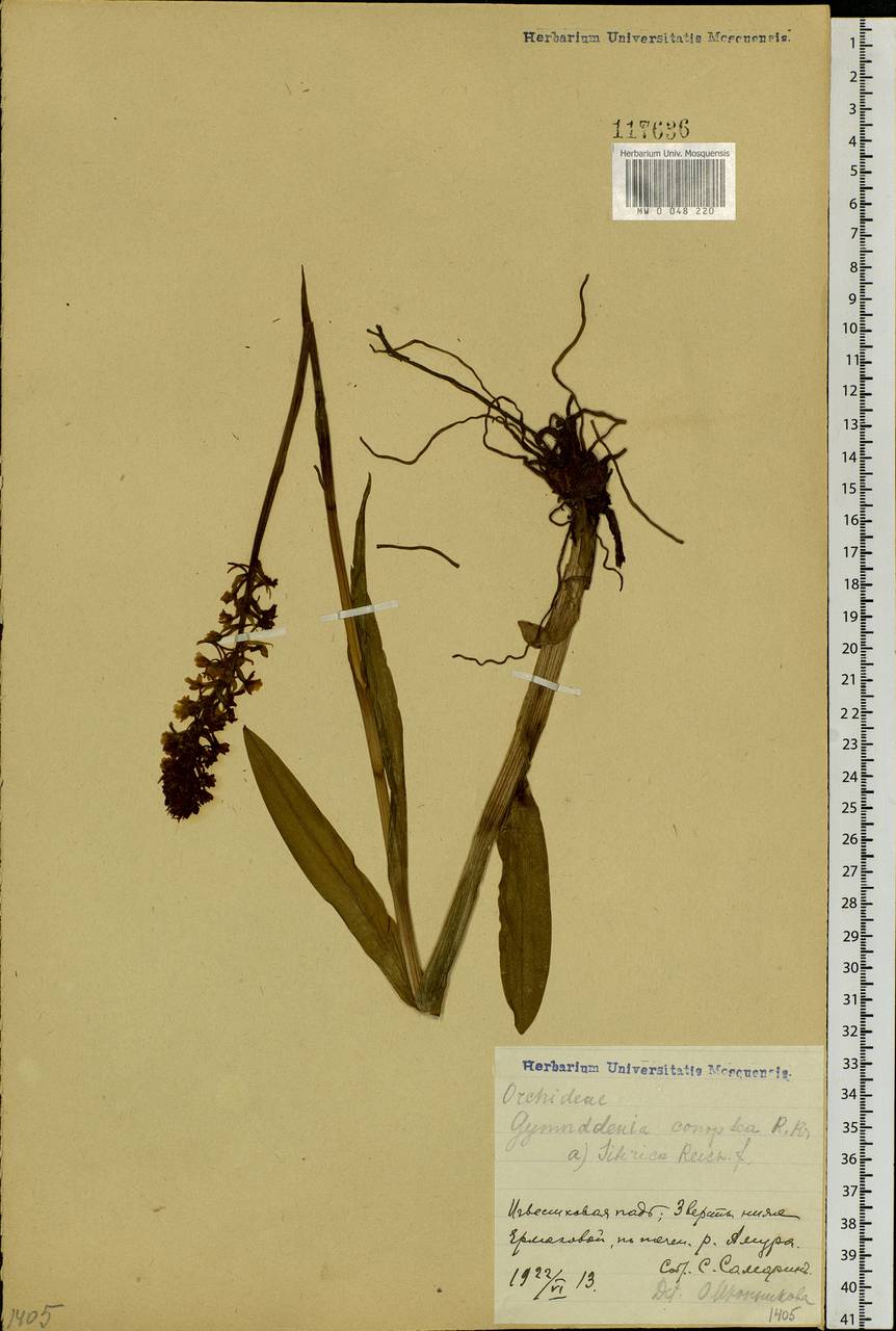 Gymnadenia conopsea (L.) R.Br., Siberia, Russian Far East (S6) (Russia)