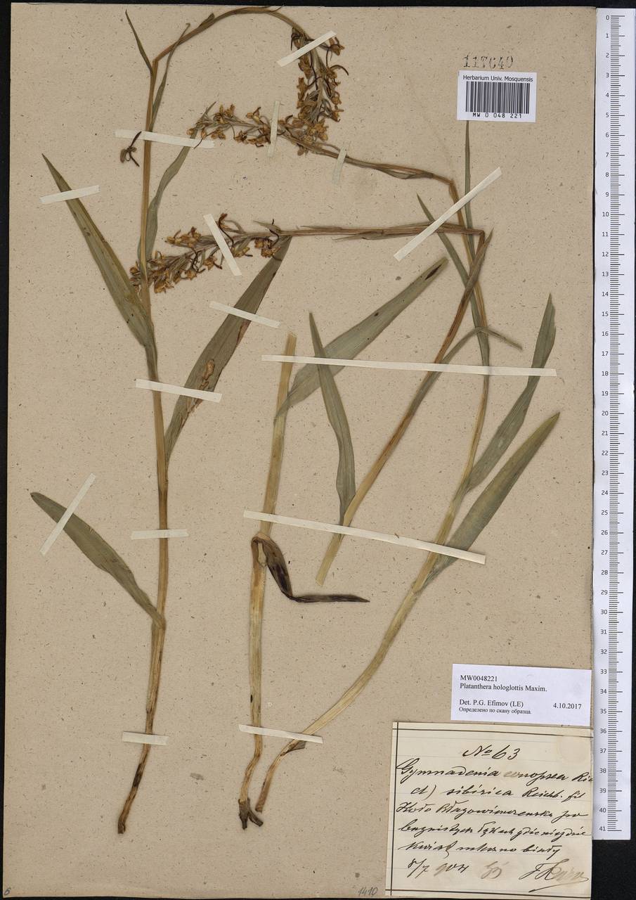 Platanthera hologlottis Maxim., Siberia, Russian Far East (S6) (Russia)