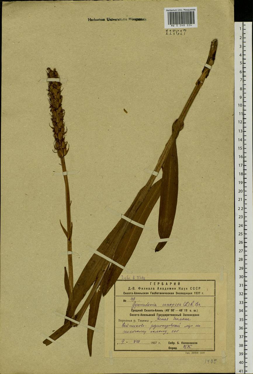 Gymnadenia conopsea (L.) R.Br., Siberia, Russian Far East (S6) (Russia)