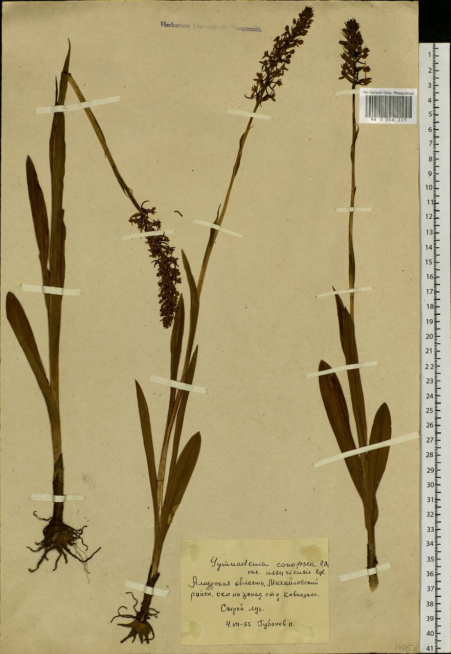 Gymnadenia conopsea (L.) R.Br., Siberia, Russian Far East (S6) (Russia)