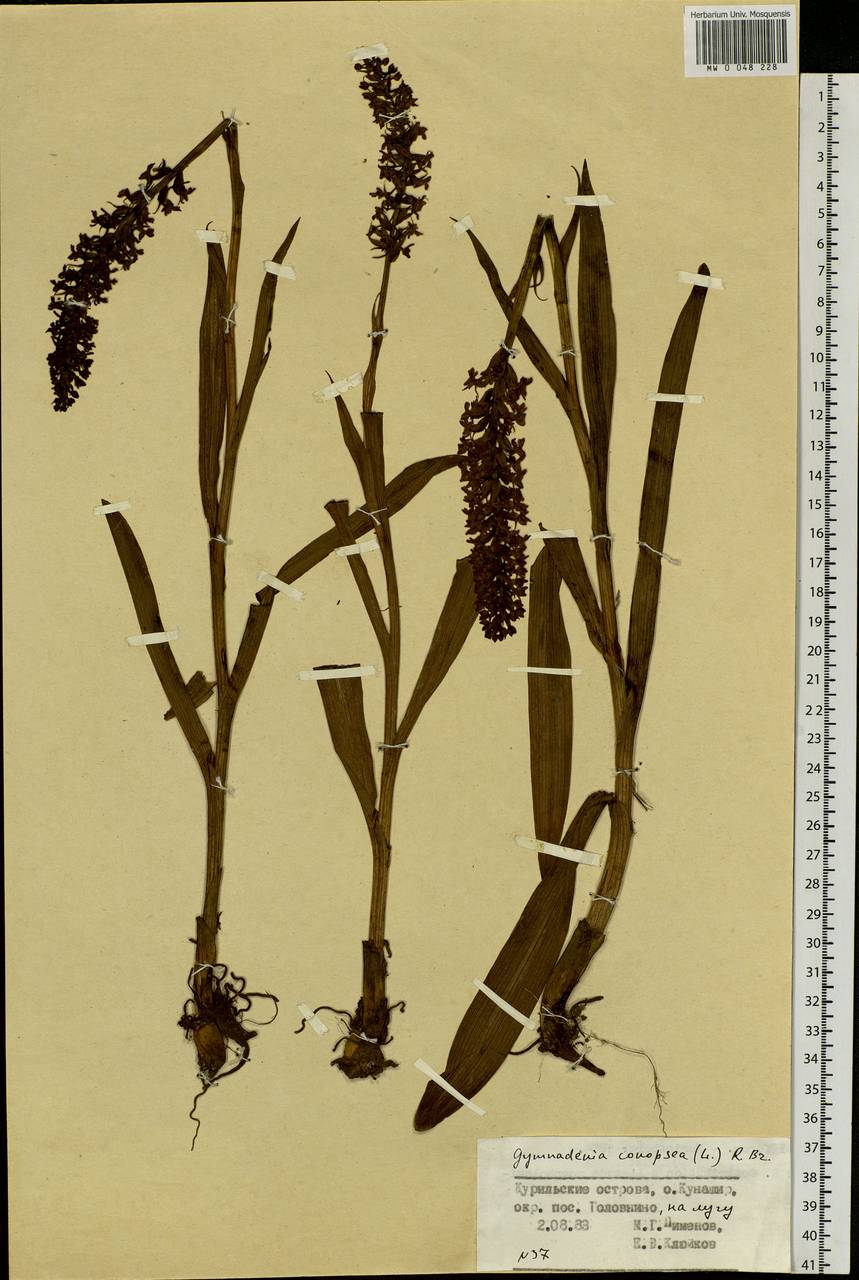 Gymnadenia conopsea (L.) R.Br., Siberia, Russian Far East (S6) (Russia)