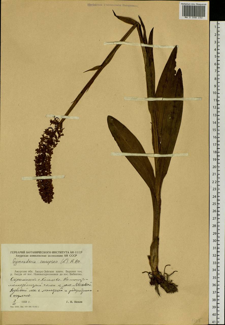 Gymnadenia conopsea (L.) R.Br., Siberia, Russian Far East (S6) (Russia)