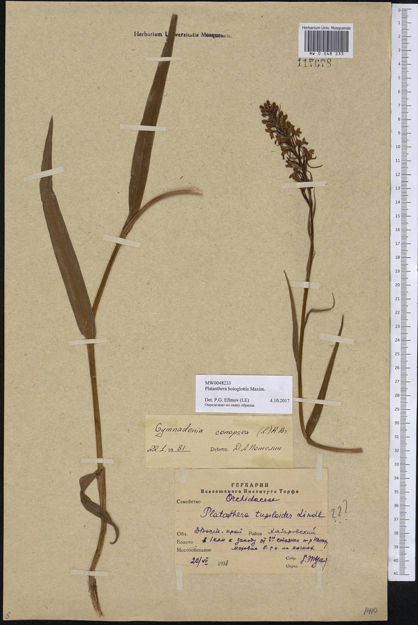 Platanthera hologlottis Maxim., Siberia, Russian Far East (S6) (Russia)
