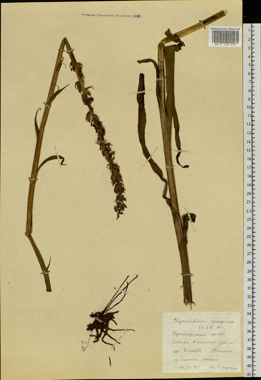 Gymnadenia conopsea (L.) R.Br., Siberia, Russian Far East (S6) (Russia)