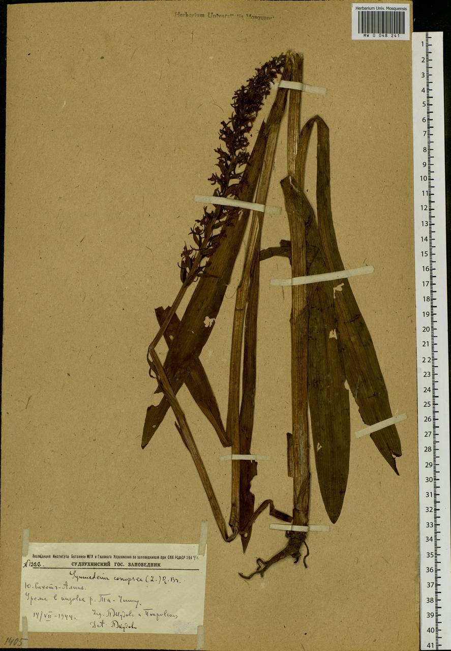 Gymnadenia conopsea (L.) R.Br., Siberia, Russian Far East (S6) (Russia)