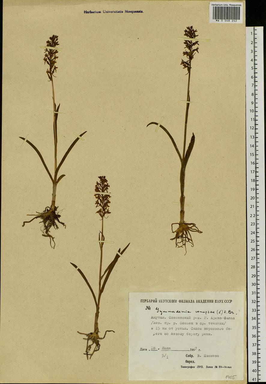 Gymnadenia conopsea (L.) R.Br., Siberia, Yakutia (S5) (Russia)