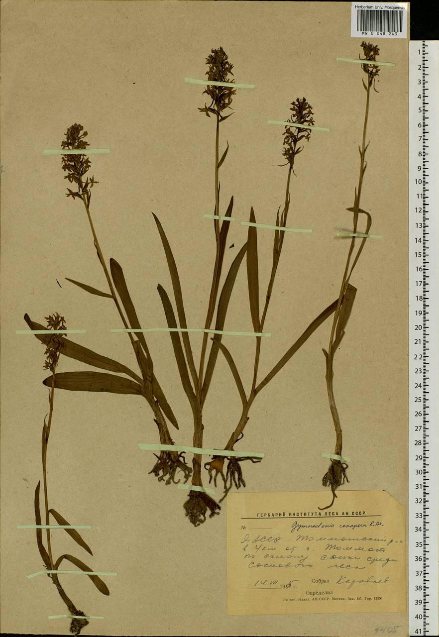 Gymnadenia conopsea (L.) R.Br., Siberia, Yakutia (S5) (Russia)