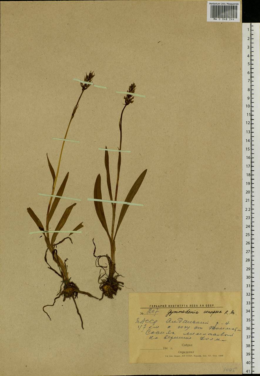 Gymnadenia conopsea (L.) R.Br., Siberia, Yakutia (S5) (Russia)