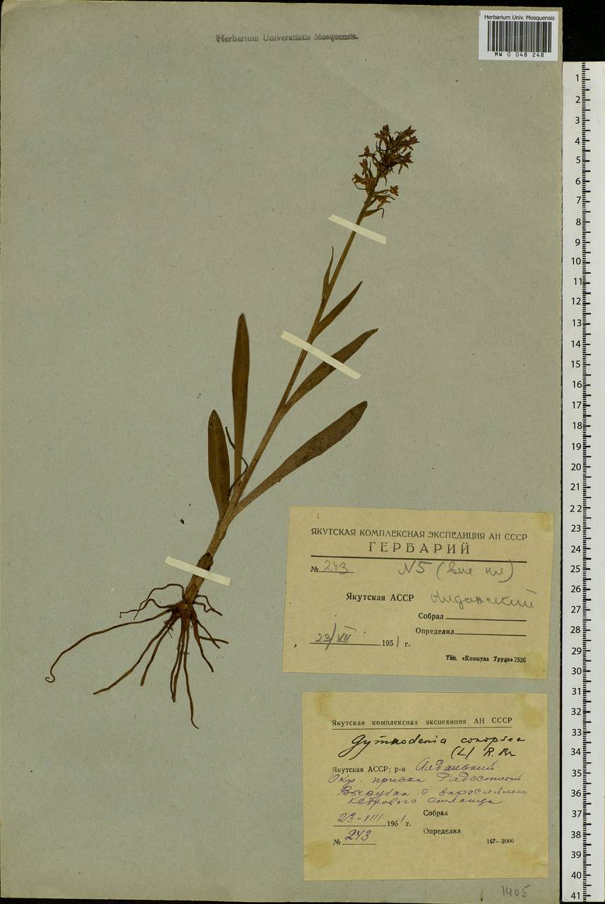 Gymnadenia conopsea (L.) R.Br., Siberia, Yakutia (S5) (Russia)