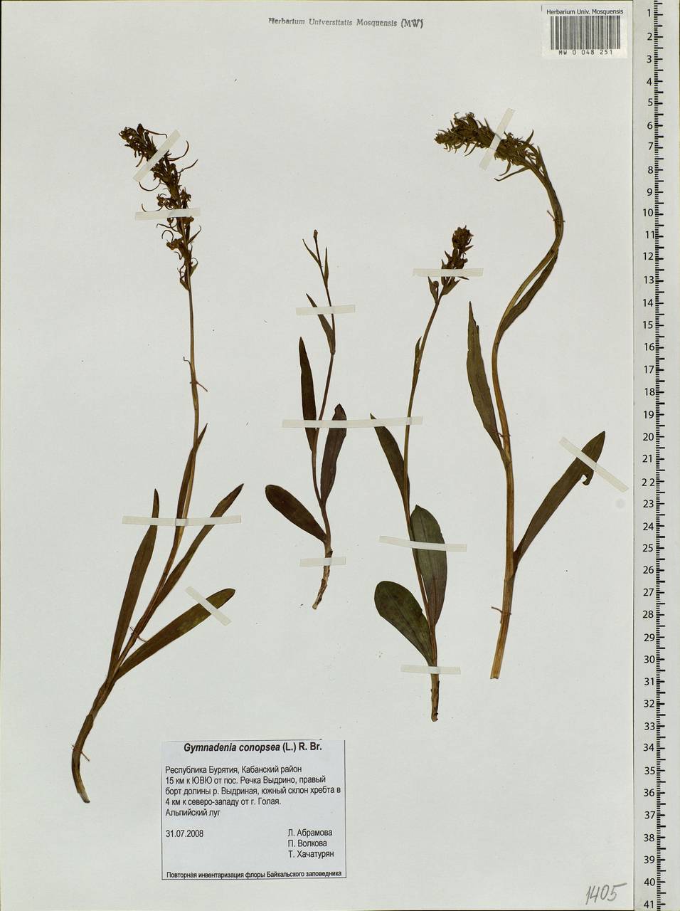 Gymnadenia conopsea (L.) R.Br., Siberia, Baikal & Transbaikal region (S4) (Russia)