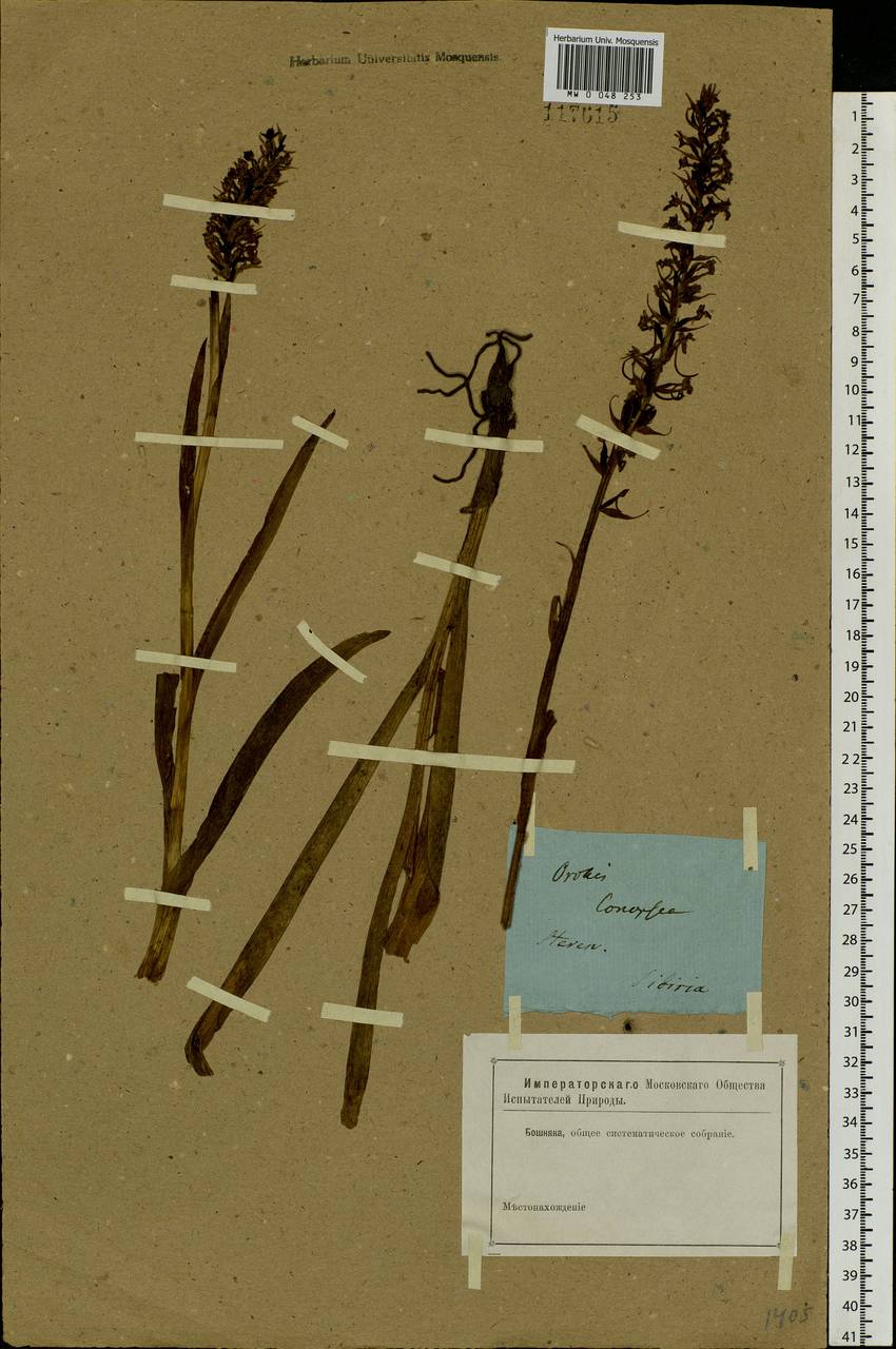 Gymnadenia conopsea (L.) R.Br., Siberia (no precise locality) (S0) (Russia)
