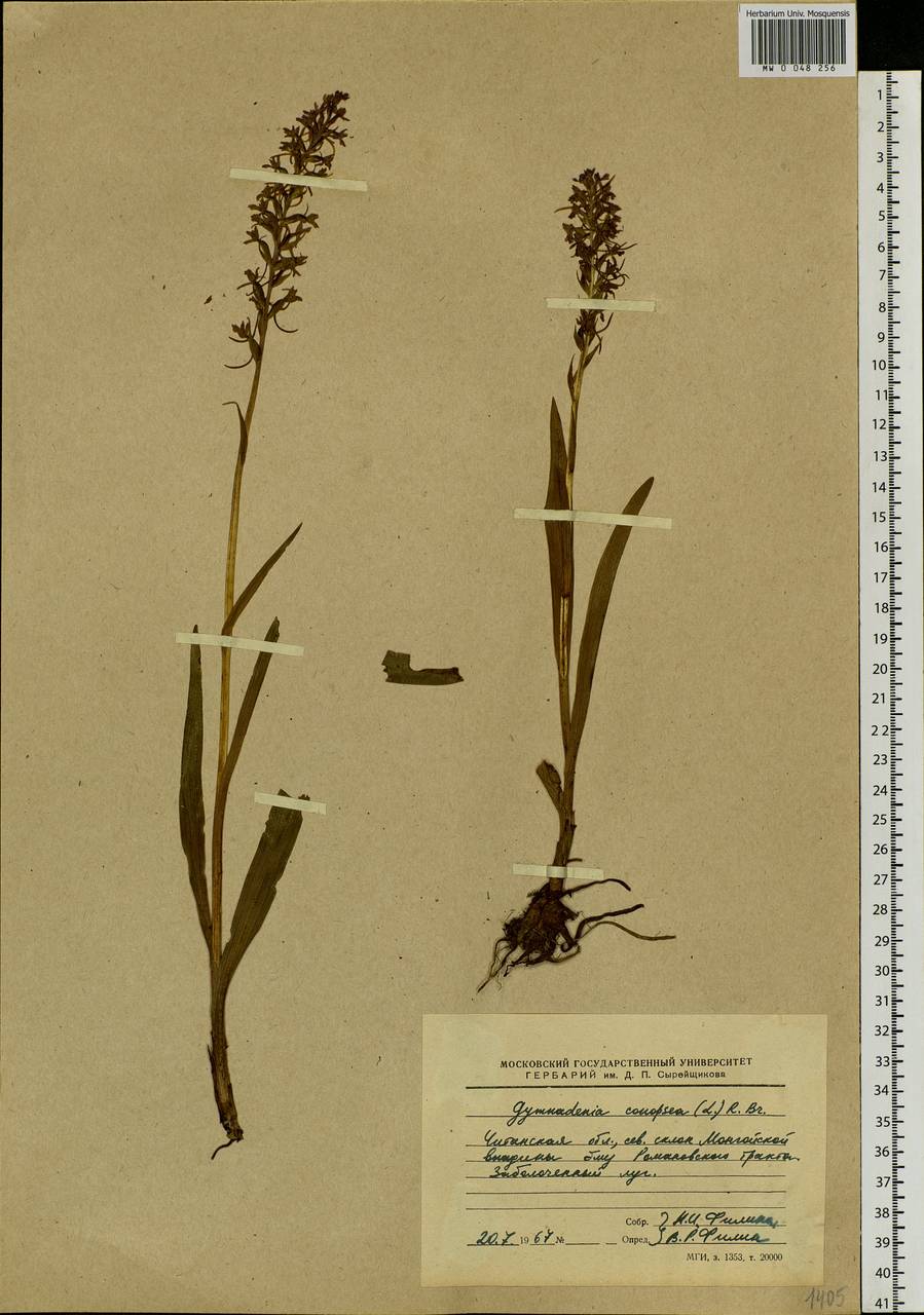 Gymnadenia conopsea (L.) R.Br., Siberia, Baikal & Transbaikal region (S4) (Russia)