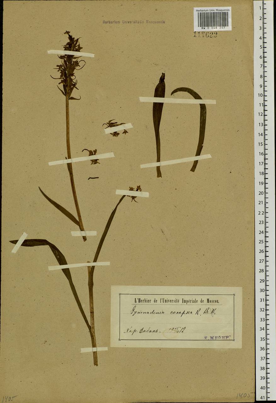 Gymnadenia conopsea (L.) R.Br., Siberia, Baikal & Transbaikal region (S4) (Russia)