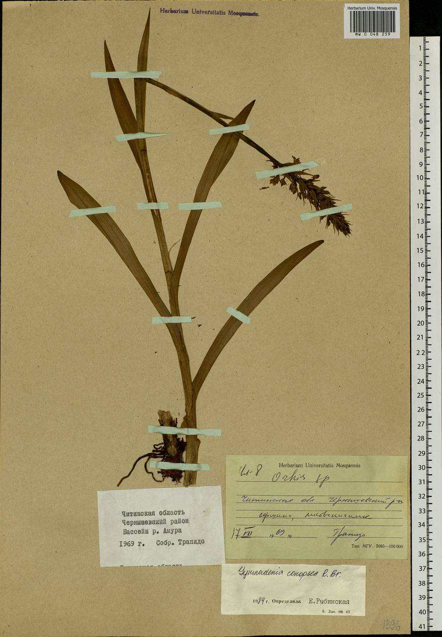 Gymnadenia conopsea (L.) R.Br., Siberia, Baikal & Transbaikal region (S4) (Russia)