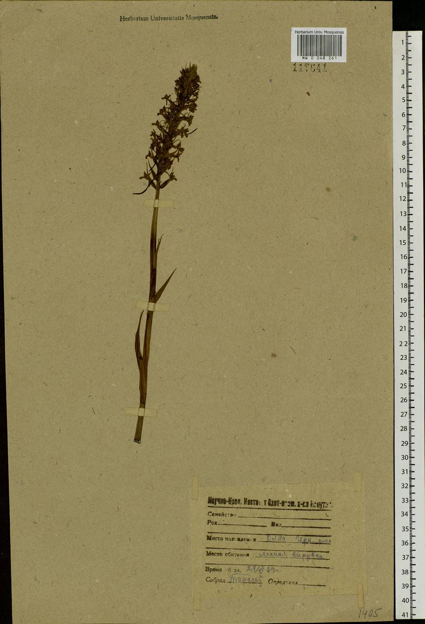 Gymnadenia conopsea (L.) R.Br., Siberia, Baikal & Transbaikal region (S4) (Russia)