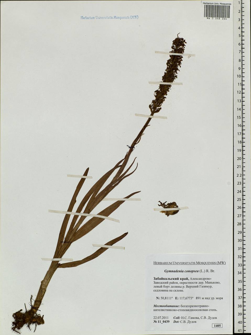 Gymnadenia conopsea (L.) R.Br., Siberia, Baikal & Transbaikal region (S4) (Russia)