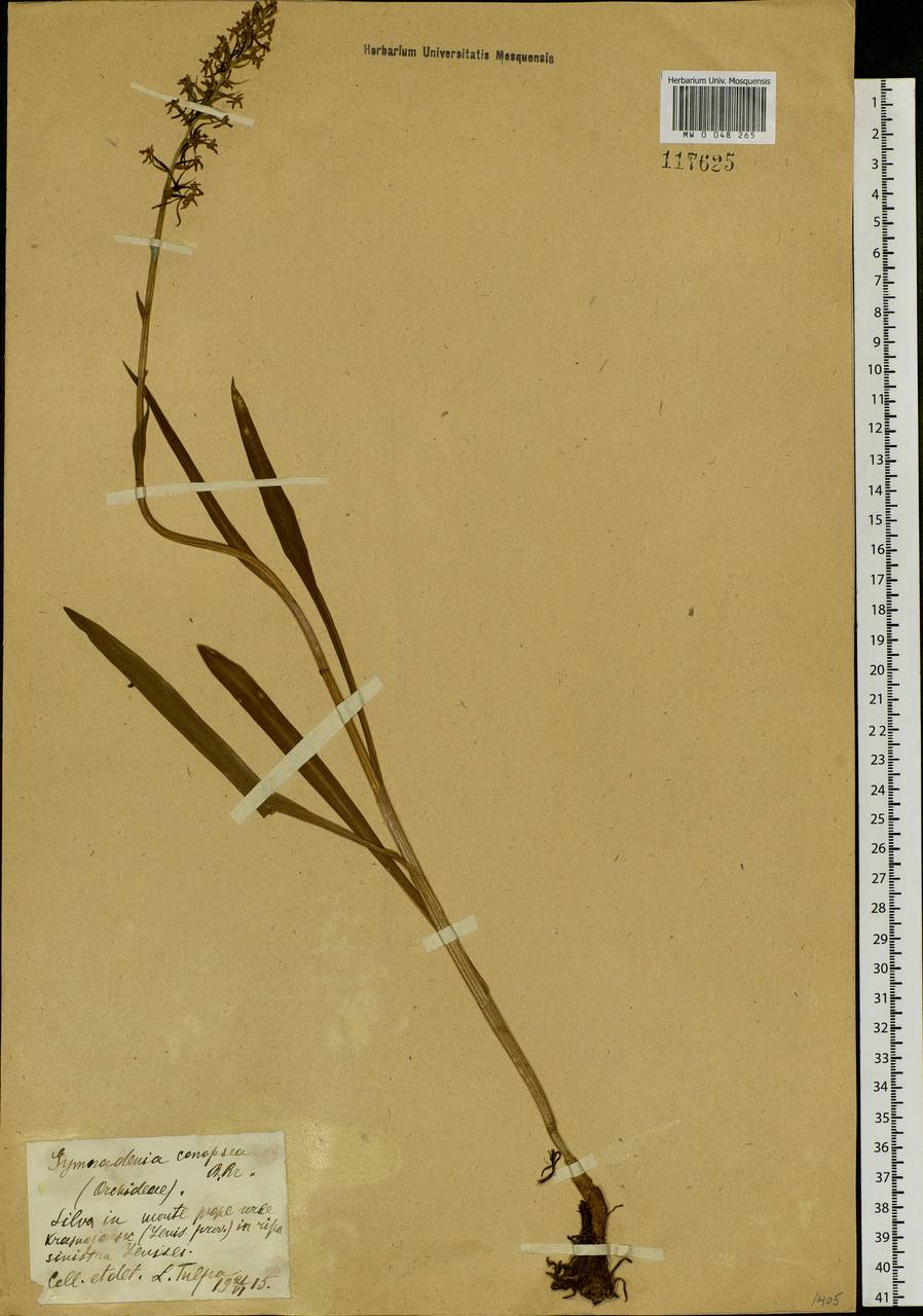 Gymnadenia conopsea (L.) R.Br., Siberia, Central Siberia (S3) (Russia)