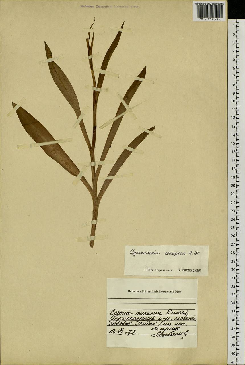 Gymnadenia conopsea (L.) R.Br., Siberia, Central Siberia (S3) (Russia)