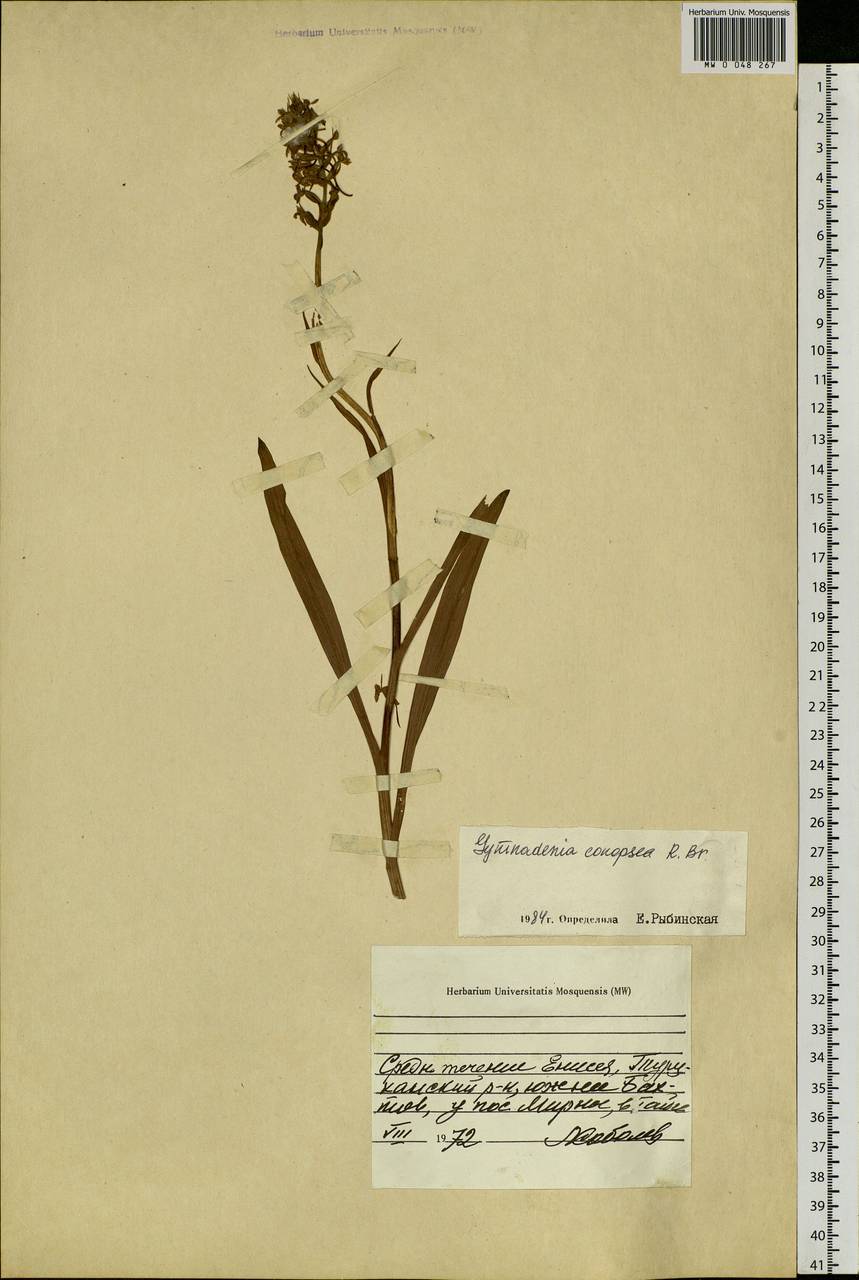 Gymnadenia conopsea (L.) R.Br., Siberia, Central Siberia (S3) (Russia)