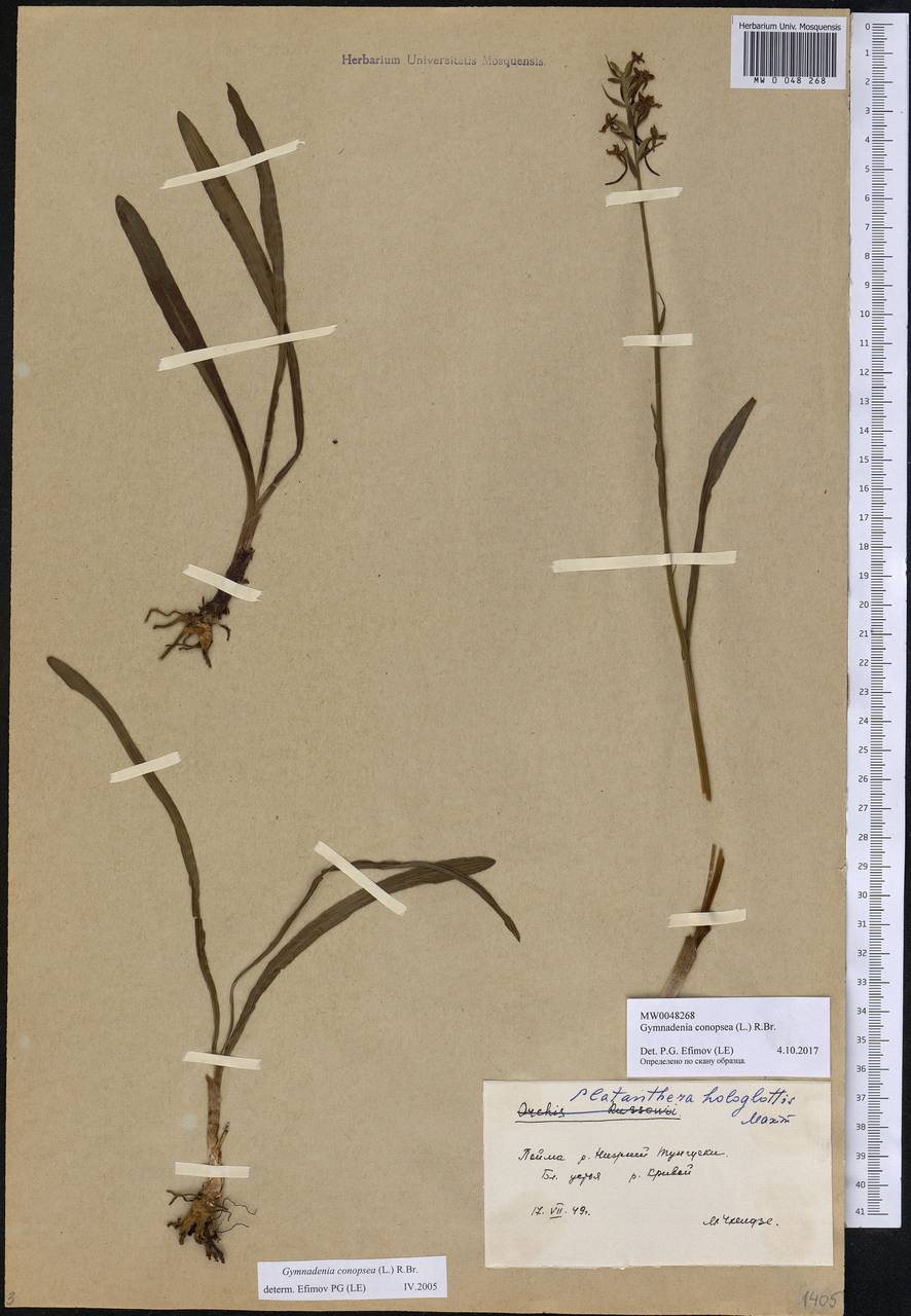 Gymnadenia conopsea (L.) R.Br., Siberia, Baikal & Transbaikal region (S4) (Russia)