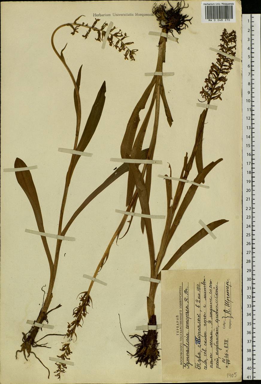 Gymnadenia conopsea (L.) R.Br., Siberia, Altai & Sayany Mountains (S2) (Russia)