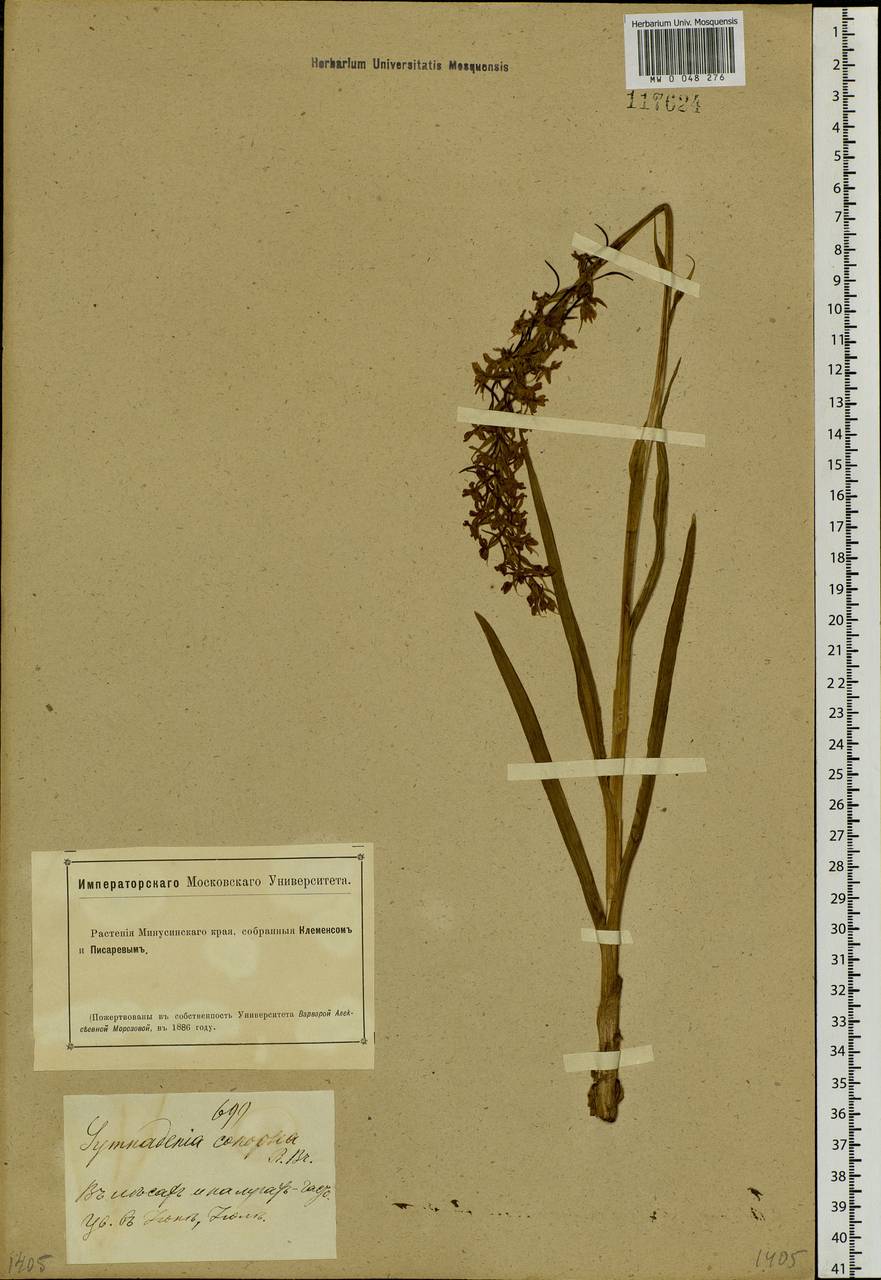 Gymnadenia conopsea (L.) R.Br., Siberia, Altai & Sayany Mountains (S2) (Russia)