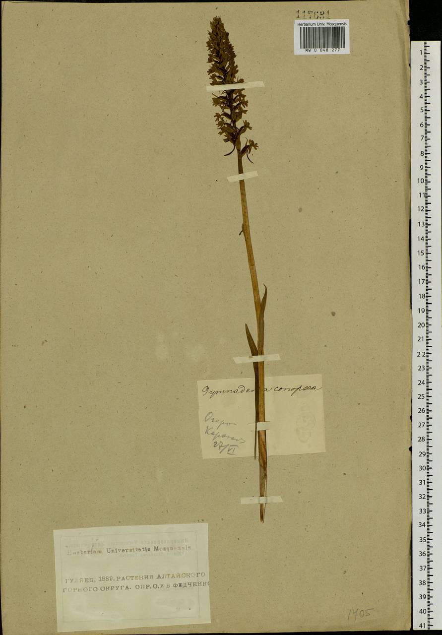 Gymnadenia conopsea (L.) R.Br., Siberia, Altai & Sayany Mountains (S2) (Russia)