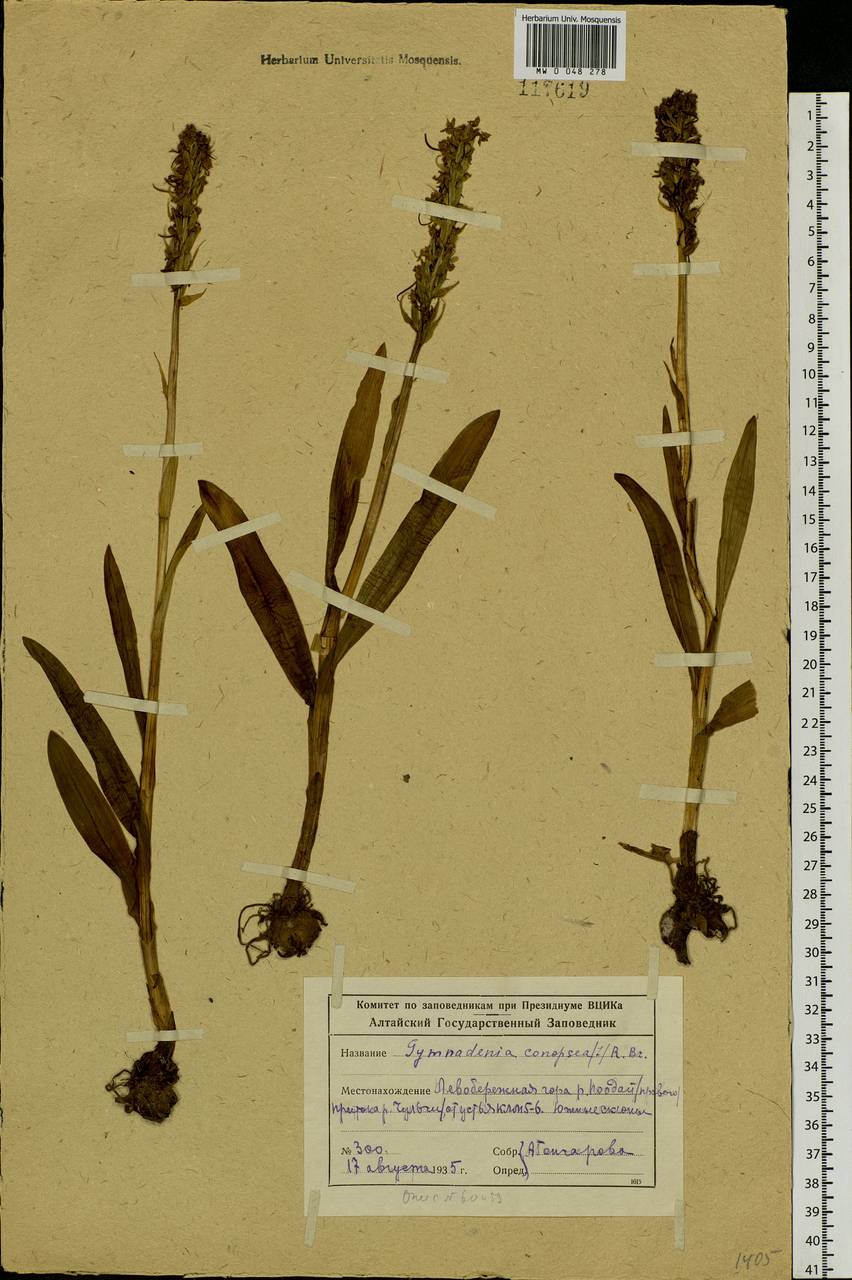 Gymnadenia conopsea (L.) R.Br., Siberia, Altai & Sayany Mountains (S2) (Russia)