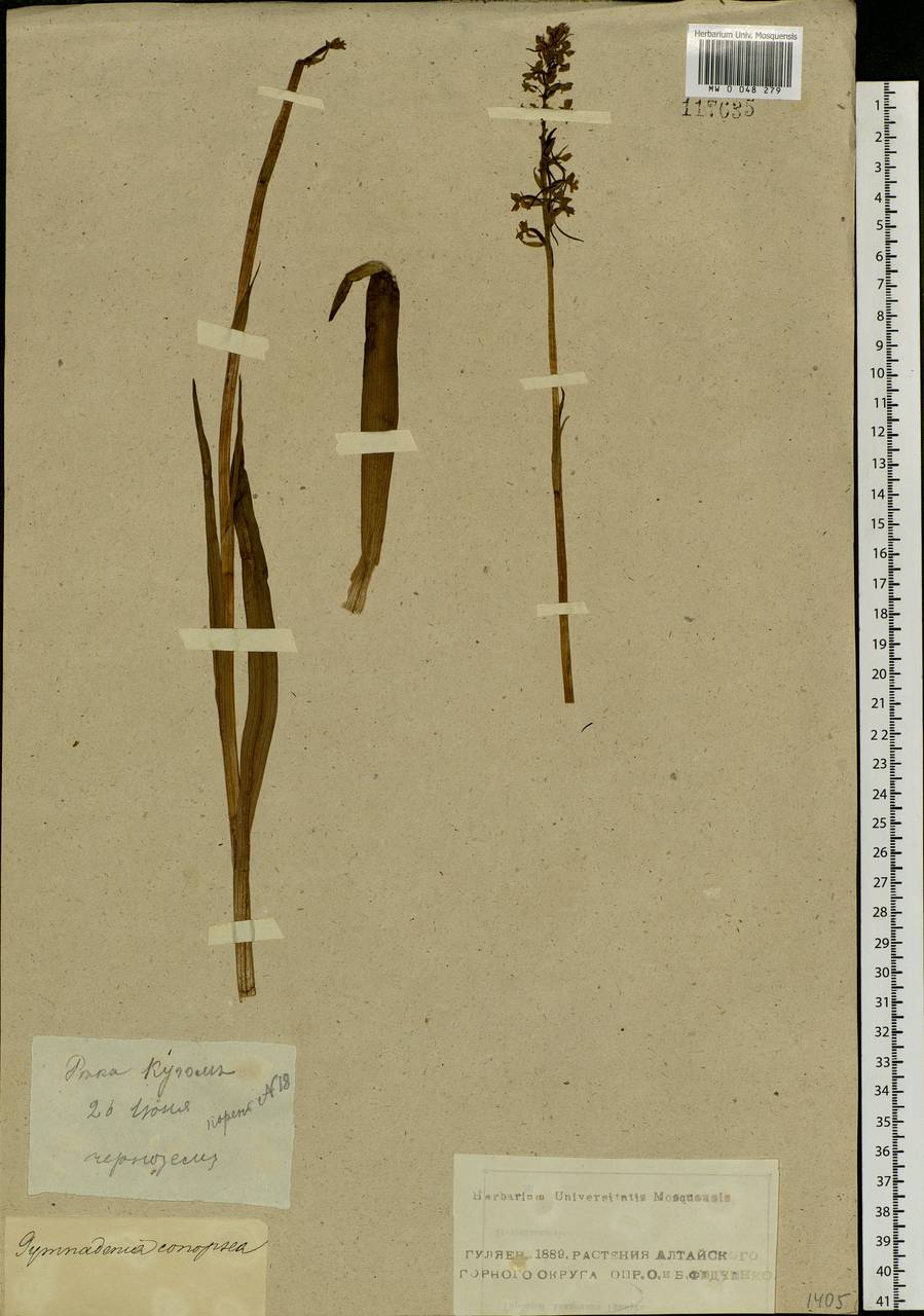 Gymnadenia conopsea (L.) R.Br., Siberia, Altai & Sayany Mountains (S2) (Russia)