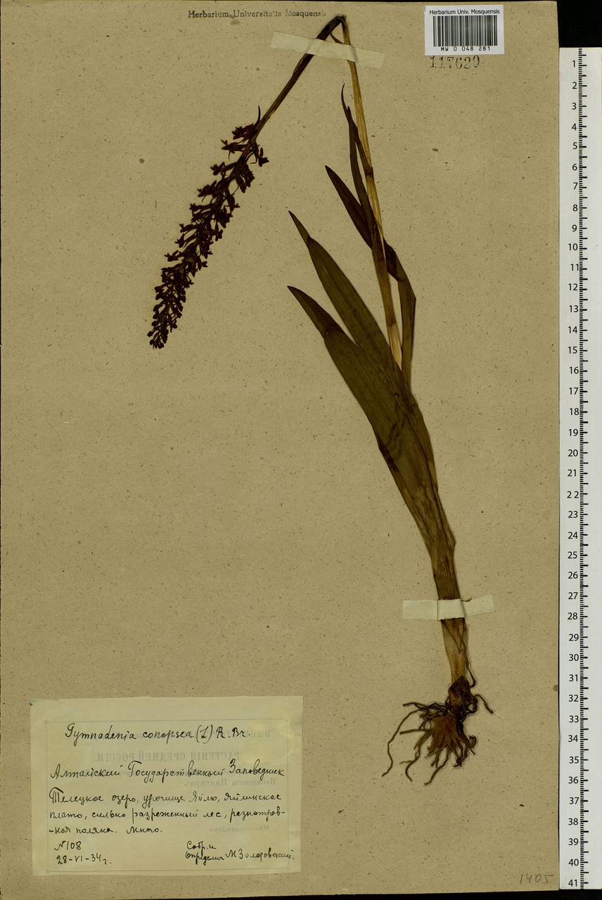 Gymnadenia conopsea (L.) R.Br., Siberia, Altai & Sayany Mountains (S2) (Russia)