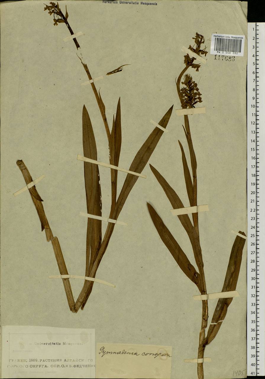 Gymnadenia conopsea (L.) R.Br., Siberia, Altai & Sayany Mountains (S2) (Russia)