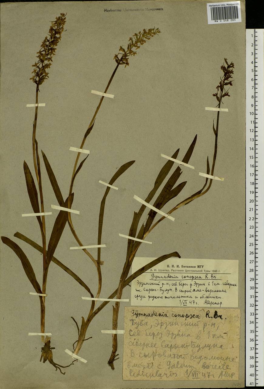 Gymnadenia conopsea (L.) R.Br., Siberia, Altai & Sayany Mountains (S2) (Russia)