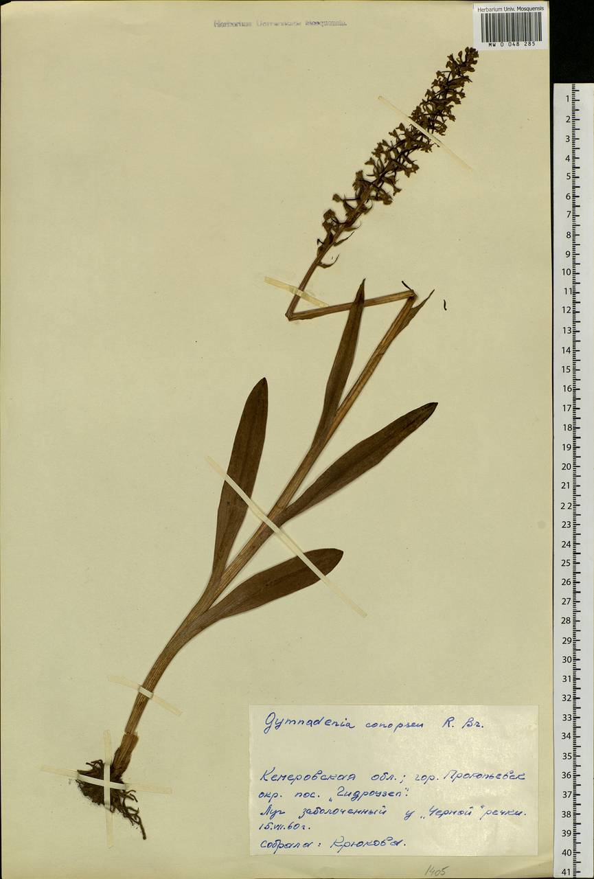 Gymnadenia conopsea (L.) R.Br., Siberia, Altai & Sayany Mountains (S2) (Russia)