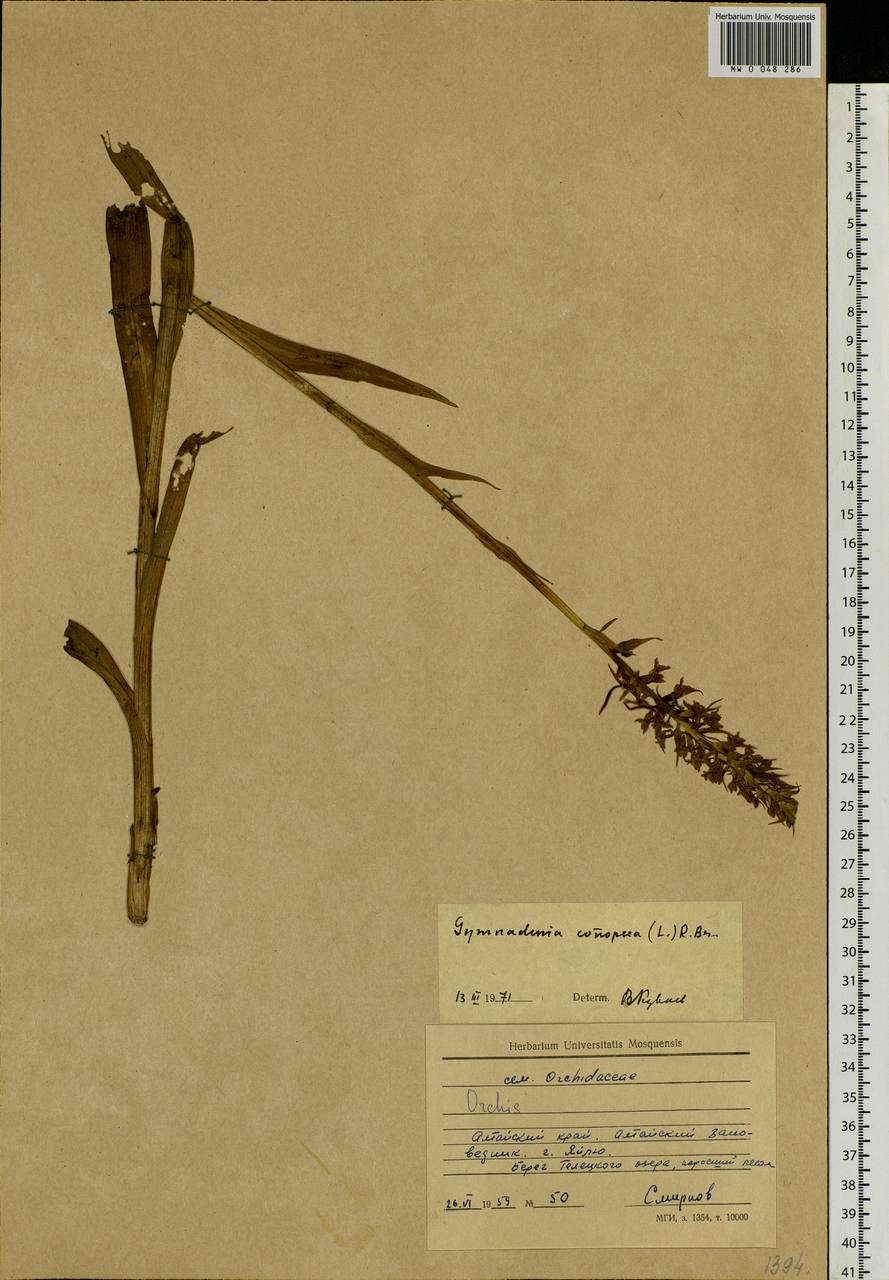 Gymnadenia conopsea (L.) R.Br., Siberia, Altai & Sayany Mountains (S2) (Russia)