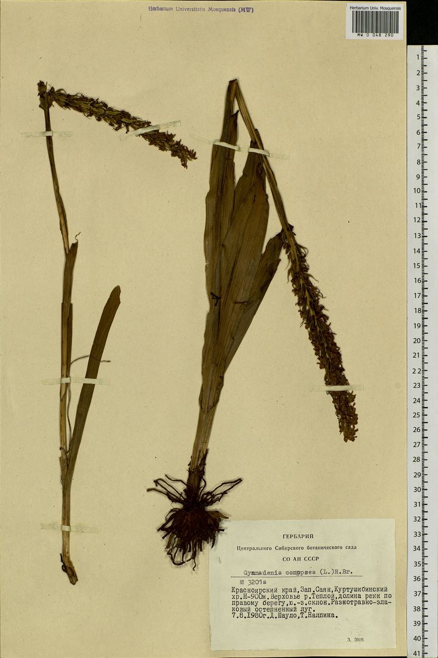 Gymnadenia conopsea (L.) R.Br., Siberia, Altai & Sayany Mountains (S2) (Russia)