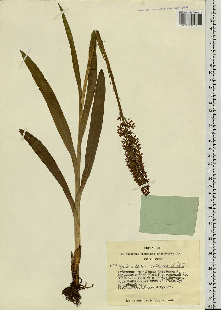 Gymnadenia conopsea (L.) R.Br., Siberia, Altai & Sayany Mountains (S2) (Russia)