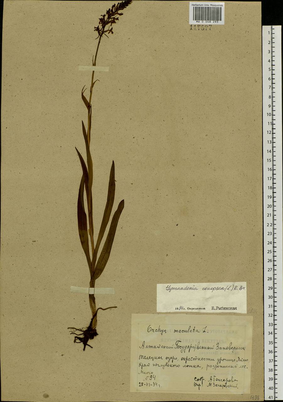 Gymnadenia conopsea (L.) R.Br., Siberia, Altai & Sayany Mountains (S2) (Russia)