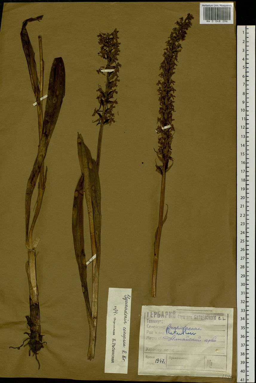 Gymnadenia conopsea (L.) R.Br., Siberia, Altai & Sayany Mountains (S2) (Russia)