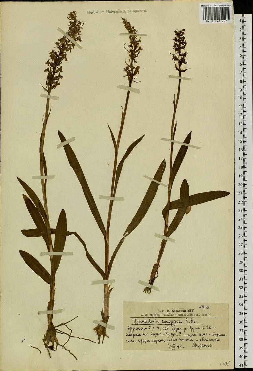 Gymnadenia conopsea (L.) R.Br., Siberia, Altai & Sayany Mountains (S2) (Russia)