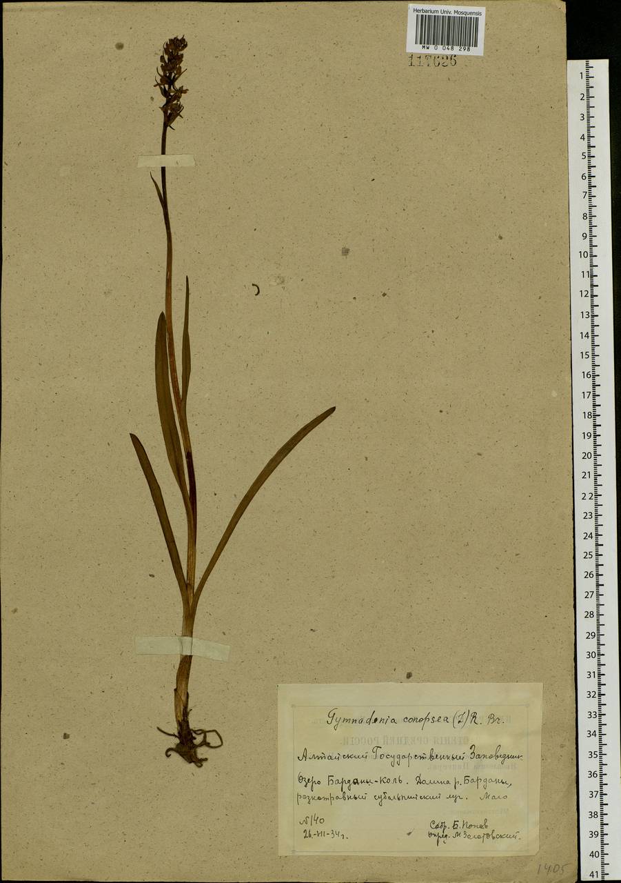 Gymnadenia conopsea (L.) R.Br., Siberia, Altai & Sayany Mountains (S2) (Russia)