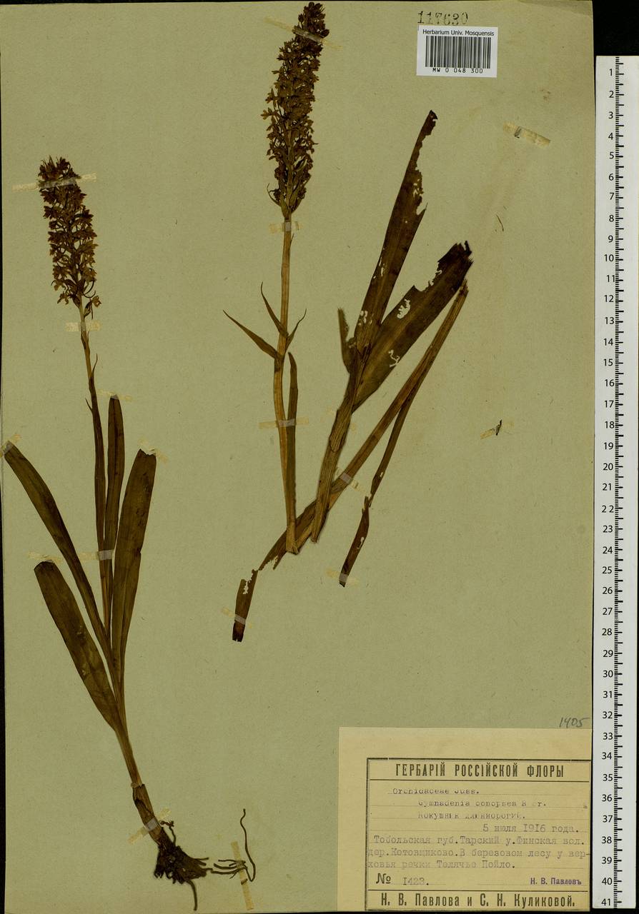 Gymnadenia conopsea (L.) R.Br., Siberia, Western Siberia (S1) (Russia)