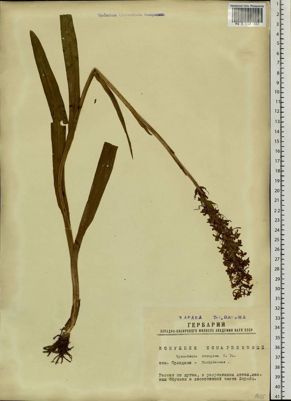 Gymnadenia conopsea (L.) R.Br., Siberia, Western Siberia (S1) (Russia)