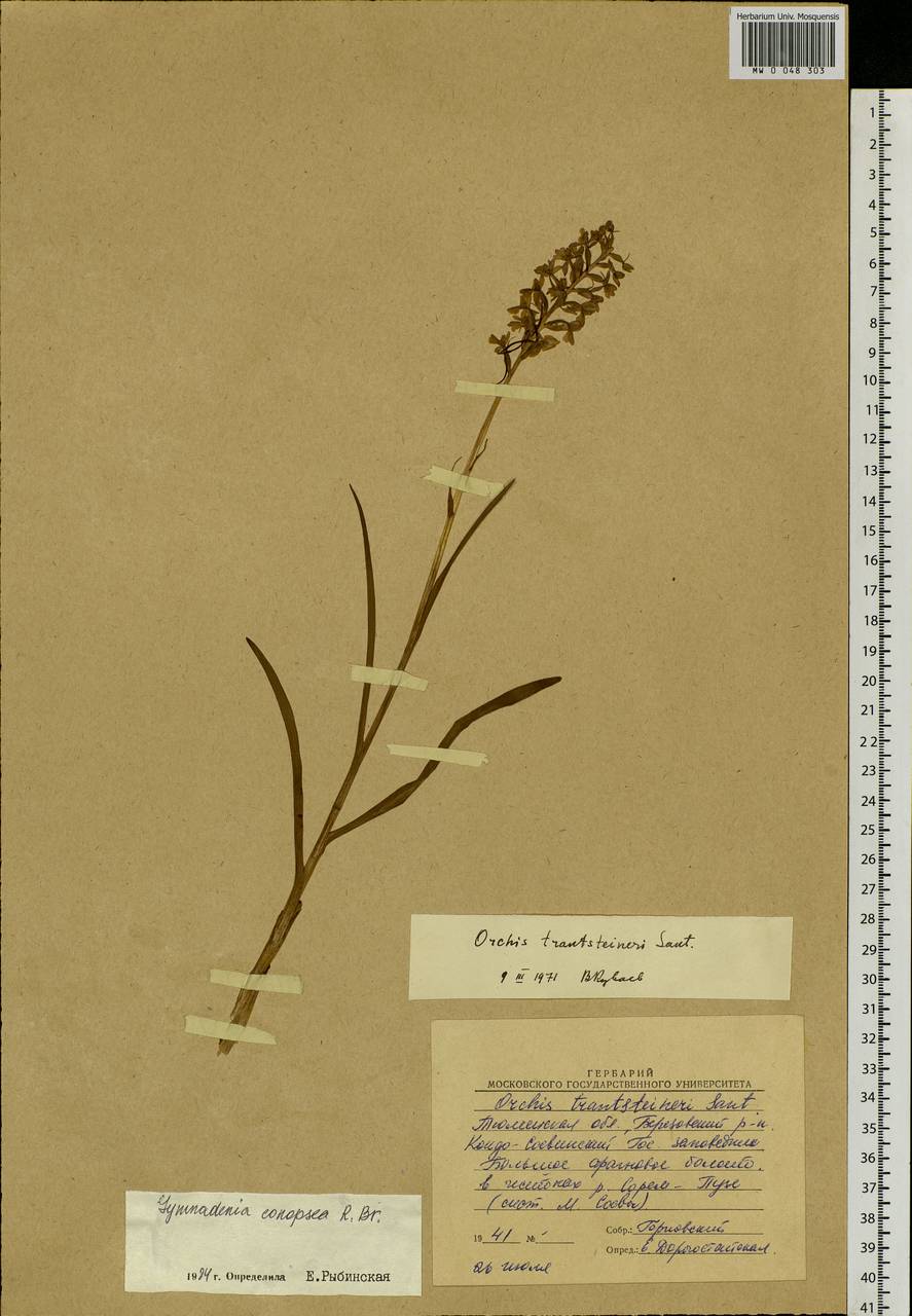 Gymnadenia conopsea (L.) R.Br., Siberia, Western Siberia (S1) (Russia)