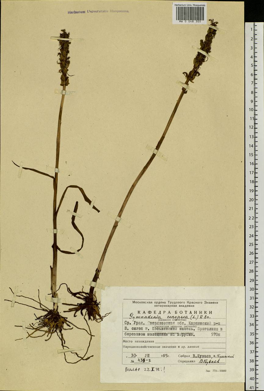 Gymnadenia conopsea (L.) R.Br., Eastern Europe, Eastern region (E10) (Russia)