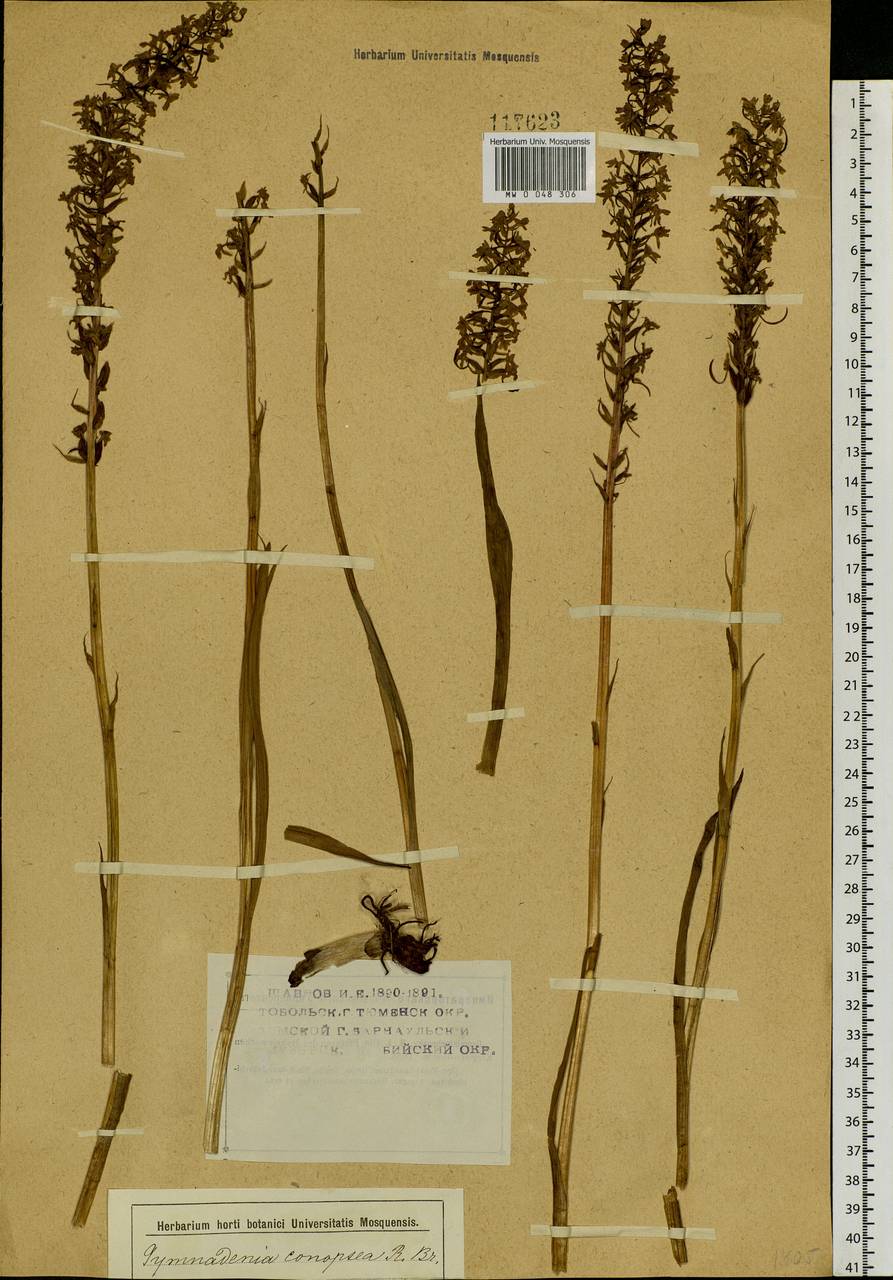 Gymnadenia conopsea (L.) R.Br., Siberia, Western Siberia (S1) (Russia)